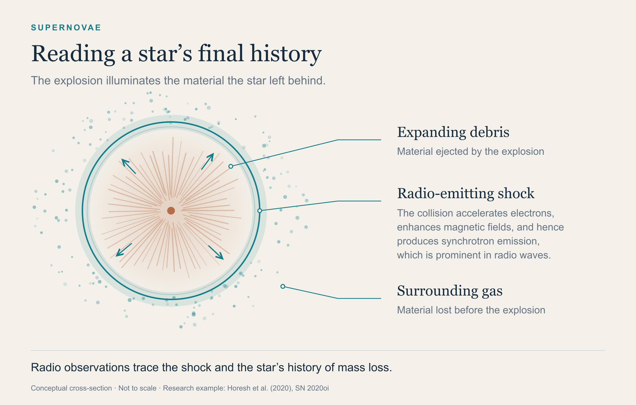 Conceptual cross-section of a supernova: expanding debris, the radio-emitting shock where it meets the surrounding gas, and the gas lost by the star before the explosion